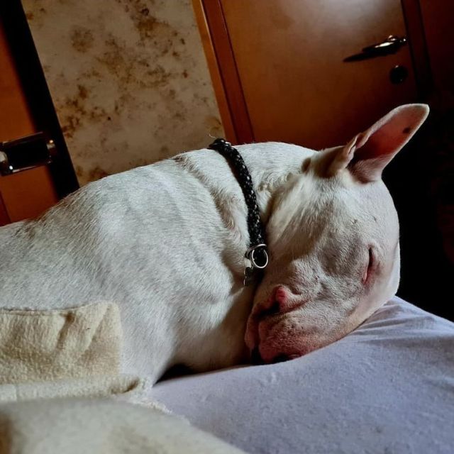 ❤❤good morning 2022🎊🍾🎉🥂
📸 #instagram follow ilovewhitebully

.
.
.
.
.
 
 
#ilovewhitebully #funny_world_of_bullterriers #tonizweibestefreunde #bullterrierlovers🙈😀 #bullterrierlovers#bullterriers #opatija#visitrovinj #bullterriergram #bullterrierpuppy #bullterierlove#newlife#bullterrier#visitrijeka#german#phoebesworld#bullieslife #minnibullterrier #pictureoftheday#nice#bullilove #ohlivestyle#picoftheday #bullies #livestyle #happywayoflive#visitopatija #phoebesworld #thisismyeurope