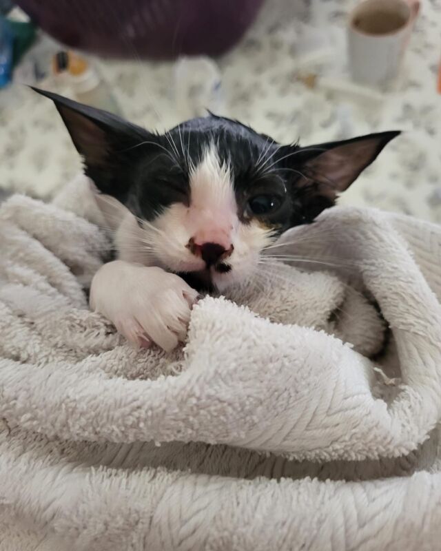 …und wieder ein 🚨Notfall🚨
Dieser kleine Kater ist auf der Strasse eingesammelt worden, nachdem sein Geschwisterchen überfahren wurde 😔und es leider nicht überlebt hatte. 
Eine Frau hat ihn, zum Glück, zu Daniela gebracht…und Daniela musste ihn gleich baden, denn er ist voller Parasiten, wie soll es auch anders sein. 

Der Kater ist noch verängstigt, das ist ja auch kein Wunder, schließlich ist er noch klein und hat schon viel erlebt…jetzt muss erst zur Ruhe kommen. 

Wir möchten für ihn eine Namensversteigerung starten. 
Schreibt einfach im Kommentar einen coolen, außergewöhnlichen (auch für Daniela aussprechbaren) Namen und das Gebot. 
Wer das höchste Gebot bis 22.8. 20h abgibt, darf ihn den Namen geben. 

Auf Wunsch senden wir eine Namenspatenschaftsurkunde per Mail zu. 

Natürlich freuen wir uns über jeden Kommentar, auch wenn ihr nicht mitbieten möchtet. 

❤️❤️❤️

👉🏻Liebe Community, liebe stille Leser 
Schenkt unseren Beiträgen ein 👍🏻 und ein Kommentar ❤️ das ist leider für unsere Reichweite sehr wichtig. 

#kittensafehouse 
#katze
#schwarzekatze
#adoptdontshop 
#tierschutzspende 
#tierschutz
#katzenliebe
#visitrijeka