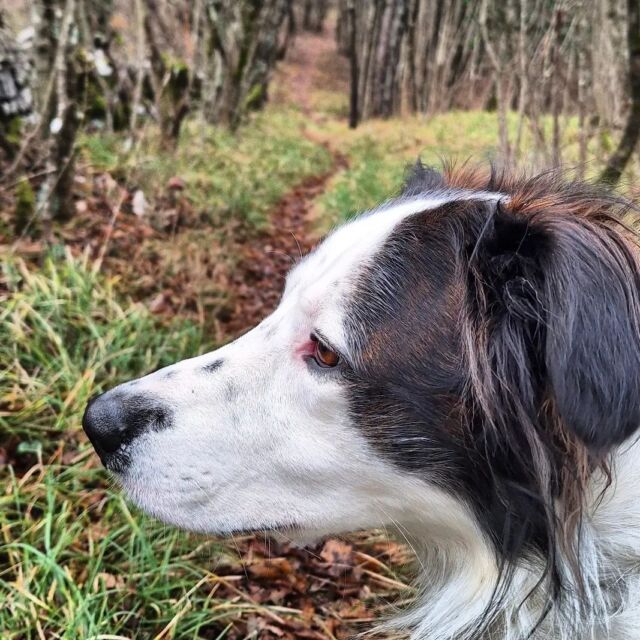 Tko je za šetnju - Bono. 🐾🐾🐾🐾
Današnji đir na šetnici Plešivac...
#doglover #dogsofinstagram #dog #walkinginnature #hiking_croatia #idemo_u_prirodu #outdoorcroatia #outdooractivities #outdoorphotography #šetnicaplešivac #croatia #croatiafulloflife #visitcroatia #visitviskovo  #holidayincroatia #weekendincroatia