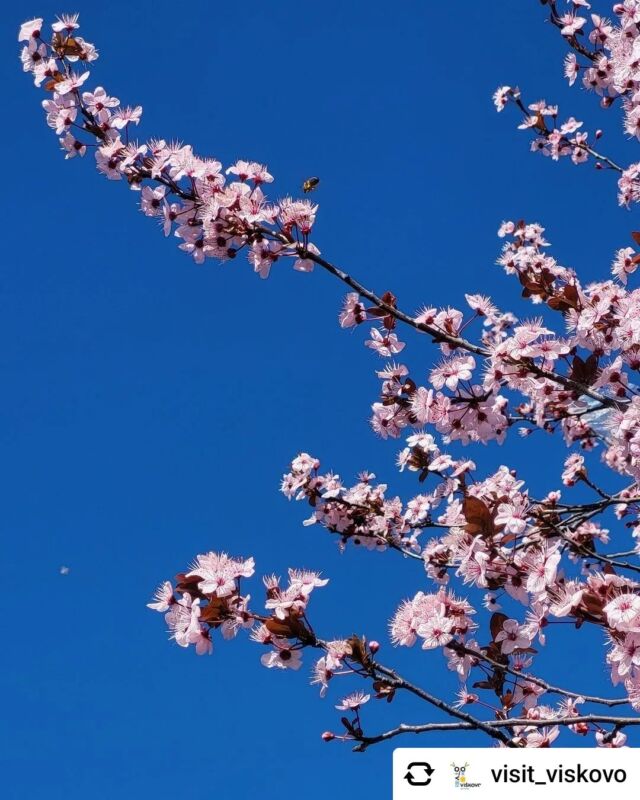 Proljeće pred vratima 🌸🐝
Posted withregram • visit_viskovo Proljeće pred vratima 🌸🐝

#viskovo #visitviskovo #springiscoming🌸 #nature #VisitKvarner