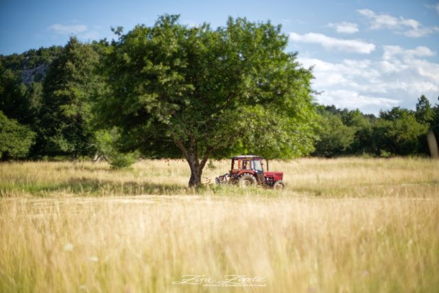 Hard work on the field. The day is hot and the sun is bright. Right time for mowing grass to prepare hay for the cattle.

#workinghard #landscapes #grassfield #tree_brilliance #countryside #visitklana #visitkvarner #natgeohr #croatiafulloflife #zivotnaselu #countrysidelife #naturelovers #zorazoreticphotography