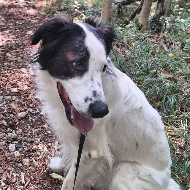 Bono i #šetnicaplešivac 🐾🐾🐾
#idemo_u_prirodu #outdooractivities #outdoorphotography #viškovo #visitviskovo #doglover #dog #dogsofinstagram #pet #petlovers #petfriendly #petphotography #petstagram #walkinginnature #walkingwithdog #rijeka #visitrijeka #croatiafullofnature #croatia #croatiafulloflife