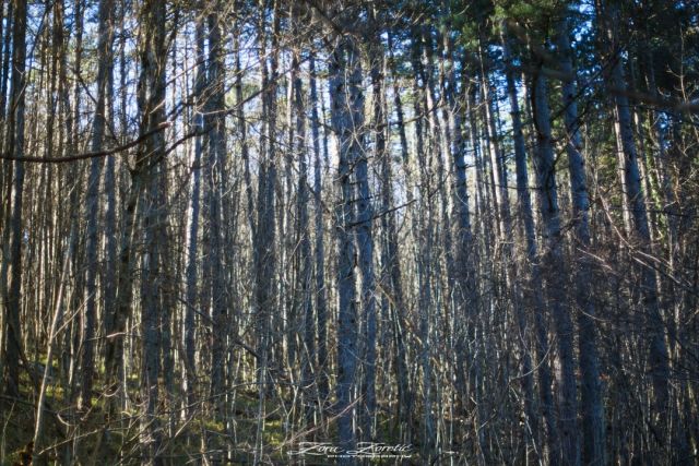 When you literally can't see the forest for the trees!
.
.
.
#forest #trees_woodland_forests #tree_brilliance #naturelovers #nature_lovers #natgeoyourshot #visitklana #croatia_photography #croatiafullofnature #zorazoreticphotography