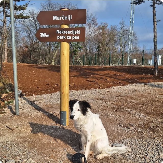 Bono u šetnji...🐾🐾🐾🐾
#šetnicaplešivac #idemo_u_prirodu #viškovo #visitviskovo #outdooractivities #outdoorphotography 
#dog #doglover #dogphotography #rijeka #visitrijeka #croatiafullofnature #croariafulloflife #croatia #visitcroatia