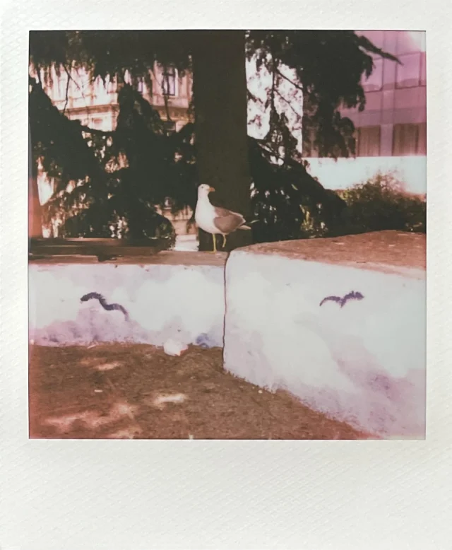 Buddy’s buddy #visitrijeka #useinstantfilm #polaroid #seagull