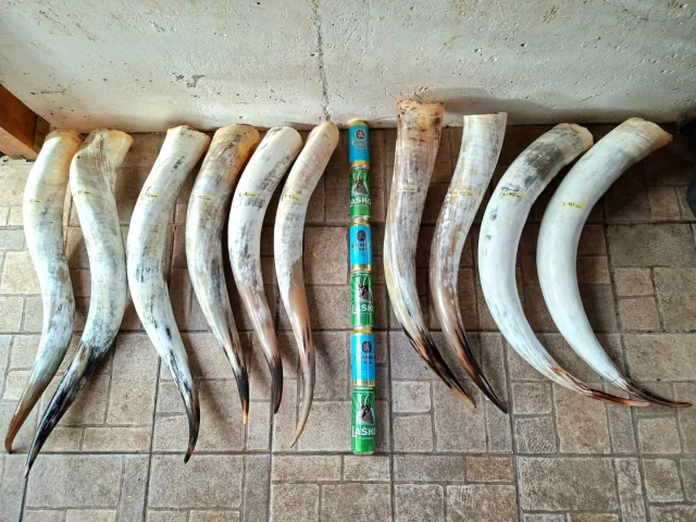 Nakon skoro dve leta borbe z špediterimi, konačno su na našu adresu arivali najveći rogi ki je ovaj kraj videl 😎
Da se dočara dimenzija od preko 100cm, morali smo dodat još 2 bire 🍻🤣
Va ponude su i dalje i "klasični" rogi od 50-70cm
ŽIVIO PUST - BALTI VAJER 💪💪
.
.
.
.
.
#graviranje #gravura #rijeka #visitrijeka #graviranjenatpisa #graviranjepozelji #poklon #poklonzarodjendan #rodjendan  #poklonideja #personaliziranipokloni #rucnirad #rucnograviranje #gift #customgift #engraving #engraved #handmade #custom #birthday #birthdaygift #love #ukrasavanje #unikat #rog #horn #zvoncari #bellmen #pust #maskare